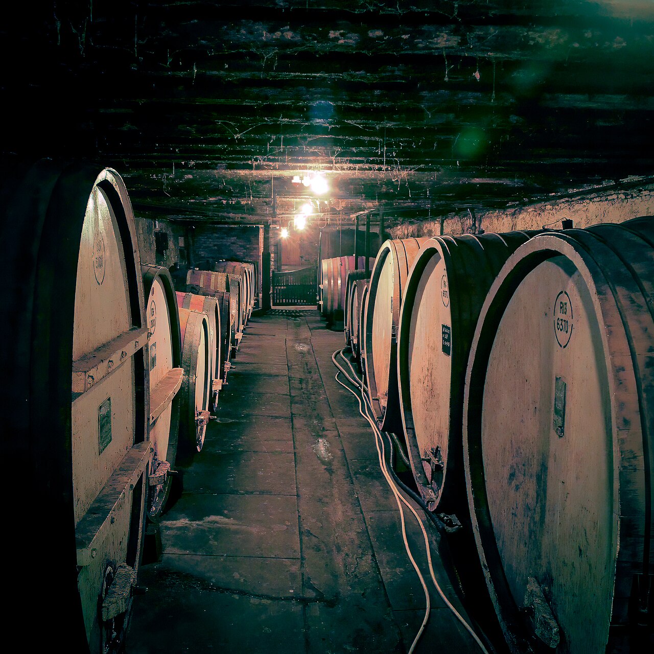 Historic cellar walkway with heritage wooden casks